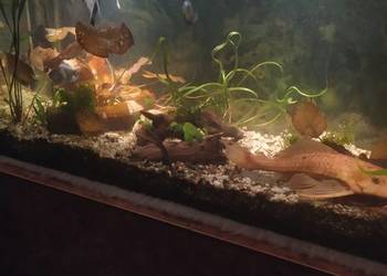 Glonojad zbrojnik złocisty