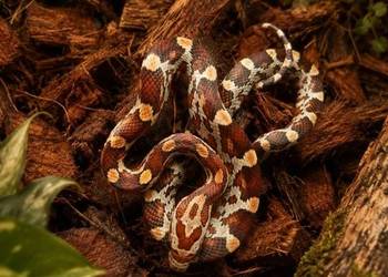Wąż zbożowy Classic 100% het albino stripe