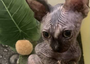 Sfinks Kanadyjski. Koteczka do odbioru. Rodowód