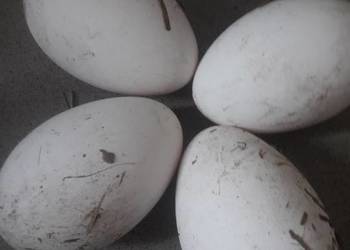 Jajka legowe gęsi landers