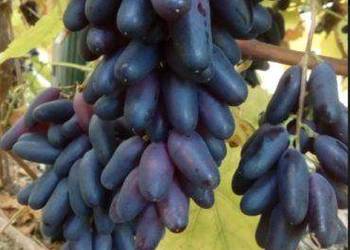 Winogrono deserowe Moskiewski Czarny. Sadzonki winorośli. Winogrono deserowe Moskiewski Czarny. Sadzonki winorośli.