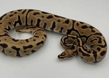 Fire spotnose Leopard 66%het clown samica Pyton królewski/regius wąż gad