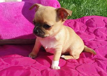chihuahua szczenięta piesek