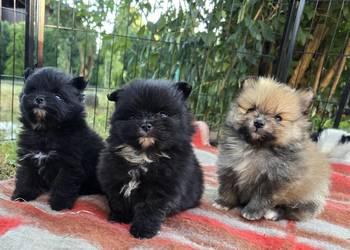 Xxs mini Szpic miniaturowy, pomeranian
