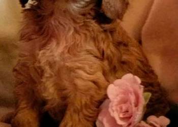 Cockapoo F1 suczki  Spaniel & Pudel