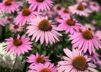 JEŻÓWKA MAGNUS Echinacea - sadzonki w doniczkach !