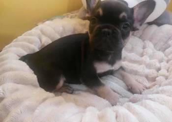 Suczki buldog francuski