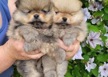 Piękne szczenięta szpic miniaturowy pomeranian FCI