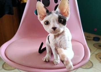 Devon rex kocurek