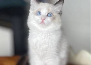 Ragdoll, kotka rodowód FPL