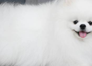 SZPIC MINIATUROWY POMERANIAN PIĘKNY PIES