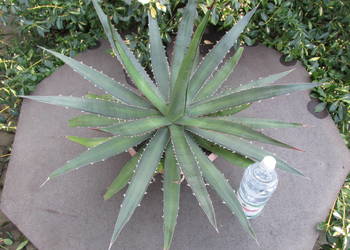 Kilkunastoletnia unikatowa efektowna agawa kolekcjonerska - agave horrida
