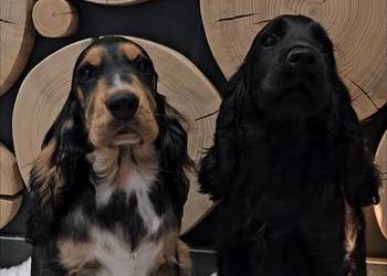 Cocker spaniel angielski