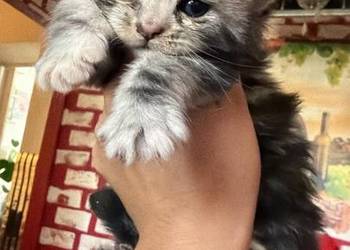 Maine Coon kocięta