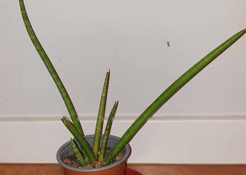 Sansewieria cylindryczna, sansa , wysokość 30cm
