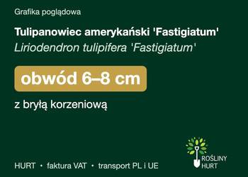 Tulipanowiec amerykański 'Fastigiatum' obwód 6-8 cm, z bryłą – HURT