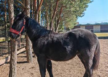 Ogierek śląski pełny papier Latino