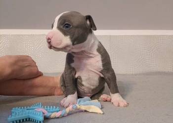 Szczeniaki American staffordshire terrier