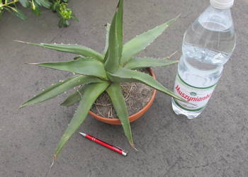 Odhodowana endemiczna agawa z Gwatemali - agave ghiesbreghtii