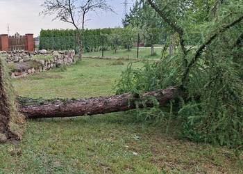Modrzew 5 szt + jodła 2 szt