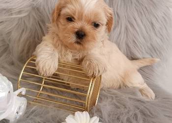 Suczka rasy Shih-Tzu