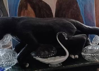 KOT Z ŻYWICY TWARDY CIĘZKI 60 DLUGI STOJĄCY NA 4 LAPACH