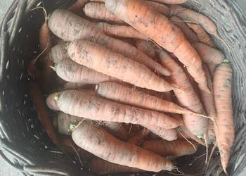 Sprzedam marchewk, okolice Dynowa