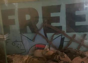 Sprzedam węża zbożowego