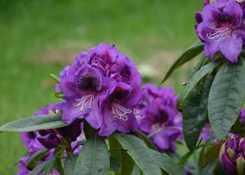 Różanecznik 'Bariton/Rhododendron 'Bariton' C5