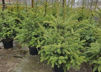 Świerk Srebrny, serbski, czarny, biały IGLAKI