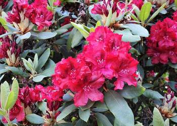 Różanecznik 'Erato'/Rhododendron 'Erato' C5