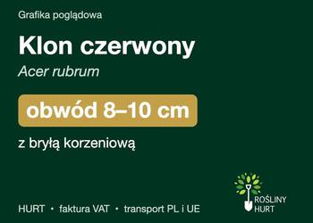 Klon czerwony (Acer rubrum) obwód 8-10 cm, z bryłą – HURT