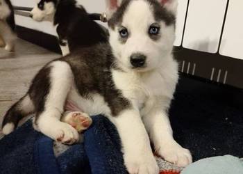 Piesek Syberian Husky