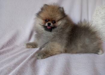 Szpic miniaturowy Puchata kuleczka
