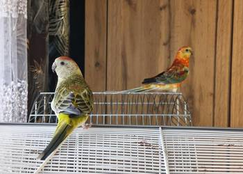 Dwie papugi Świergotki, klatka