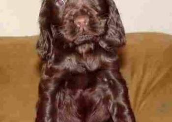 Cocker spaniel suczka