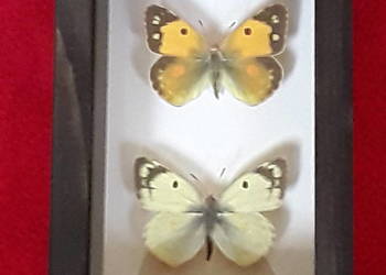 Motyle w ramce 8x12 cm. Colias myrmidone i hyale .