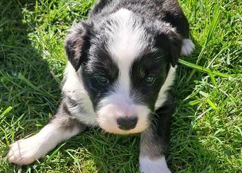 Border Collie - piesek BERNIE - z hodowli NEGRESSE