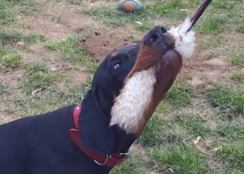 Newton po Championie stabilny, inteligentny z bdb rodowodem (FCI) ZKwP