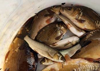Karp amur narybek