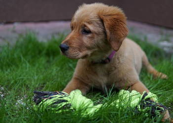 Szczeniak Golden Retriever