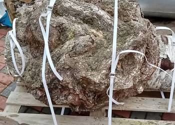 Brzoza czeczot rozmiar XXXXL