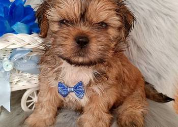 Gotowy do odbioru piesek rasy Shih-Tzu
