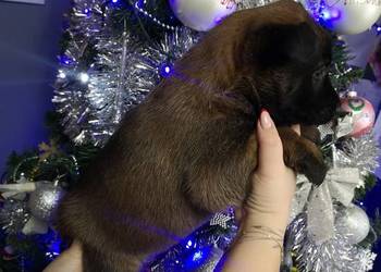 Owczarek belgijski Malinois