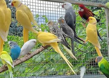 nimfy  aleksandretty obrozne