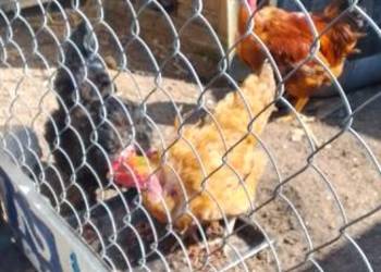 Sprzedam jaja lęgowe kur rasy gołoszyjka