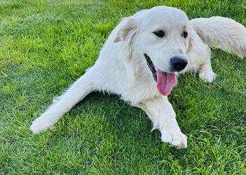 Golden Retriever Reproduktor