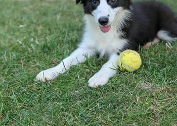 Border collie suczka.Rodzice przebadani genetycznie