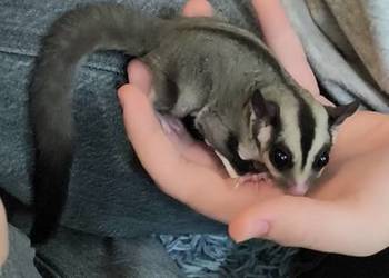 Lotopałanka karłowata