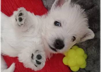 West Highland White Terrier | ZKwP FCI